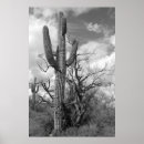 Search for black and white cactus art Photography