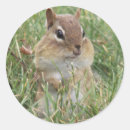 Search for cute chipmunk stickers Wild