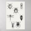 Recherche de scarabées posters Illustration