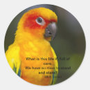 Search for conures stickers Bird