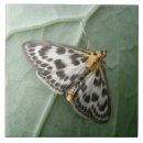 Search for magpie tiles Nature