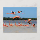 Search for flamingo picture postcards Flamingoes