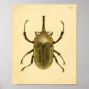 Recherche de entomologie posters Nature