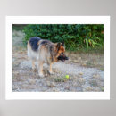 Recherche de alsaciennes posters Dog
