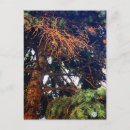 Search for plant trees postcards Botanical garden