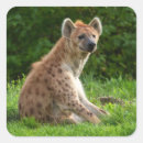 Search for hyena stickers Wildlife