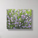Search for mauve canvas prints Lavender