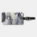 Search for penguin luggage tags Cute animals