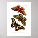 Recherche de vintage moth posters Illustration