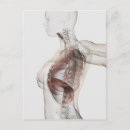 Recherche de vue 3d cartes postales Anatomie