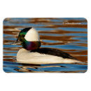 Recherche de bufflehead Faune