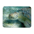 Search for sea turtle magnets Tropical
