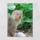 Recherche de mangouste posters Mammifère