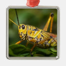 Search for grasshopper ornaments Bug