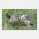 Search for marmot stickers Groundhog