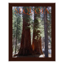 Recherche de forêt de séquoia posters Nature