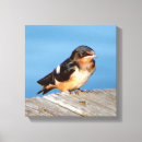 Recherche de grange impressions sur toile Oiseau