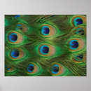 Search for peafowl Peahen