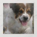 Recherche de le berger australien invitations Chiot