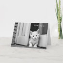 Search for cute kitten thinking of you cards Pet