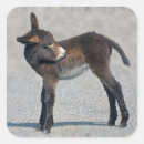 Search for burros stickers Cute