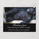 Search for chimps horizontal postcards Monkeys