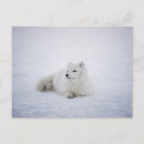 Recherche de arctique cartes postales Nature