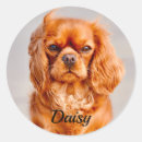 Search for cavalier king charles stickers Animal