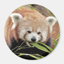 Recherche de panda magnets Animal