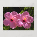 Search for hibiscus flower postcards Pink