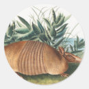 Search for cute armadillo stickers Mammal