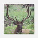 Search for antler magnets Nature