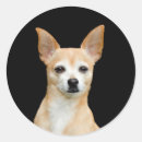 Search for chihuahua dog stickers Pet