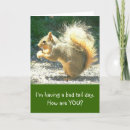 Search for squirrel photo cards Photography