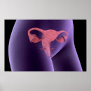 Search for organ system posters Medical