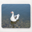 Recherche de plume blanche tapis souris Plumes