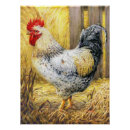 Search for country chicken posters Barn