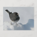 Recherche de yeux cartes postales Oiseau