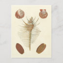 Recherche de coquille de palourde cartes postales Plage