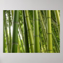 Search for bamboo background posters Botanical