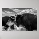 Search for american bison posters Wildlife