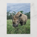 Recherche de rhinoceros cartes postales Faune