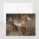 Search for bashkir curly Stallion