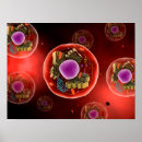 Search for animal cell posters Nucleolus
