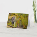 Search for great blue heron cards Wildlife