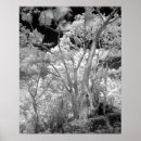 Recherche de habana Noir et blanc