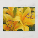 Search for flower meadow postcards Beauty