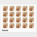 Search for white goat stickers Farm animal