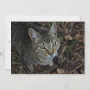 Recherche de bêtes cartes postales Félin