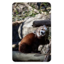 Recherche de bambou magnets Faune